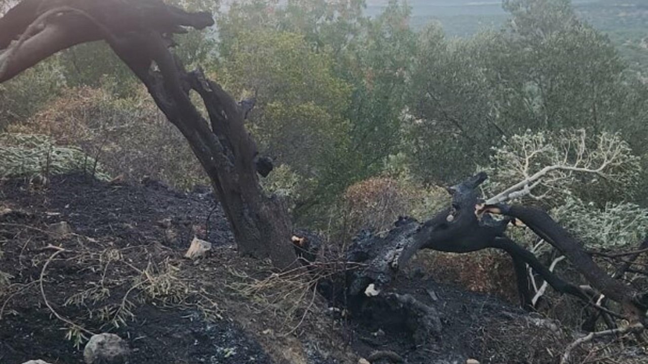 Balıkesir'de zeytinlik yangını