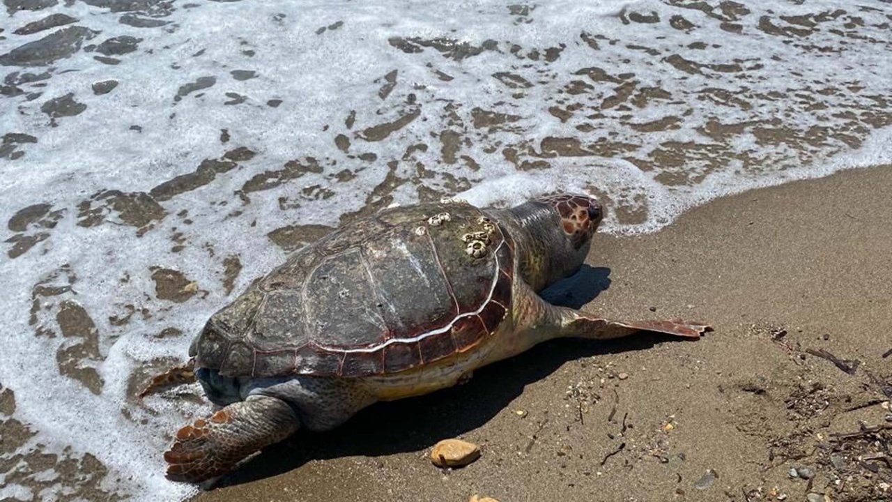 Çanakkale’de deniz kaplumbağası ölüsü sahile vurdu