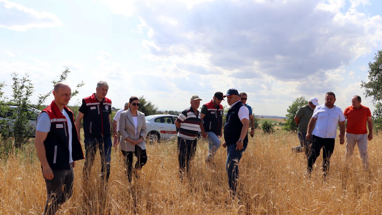Edirne'de dolu 10 bin dekar buğday ve ayçiçeği tarlasına zarar verdi