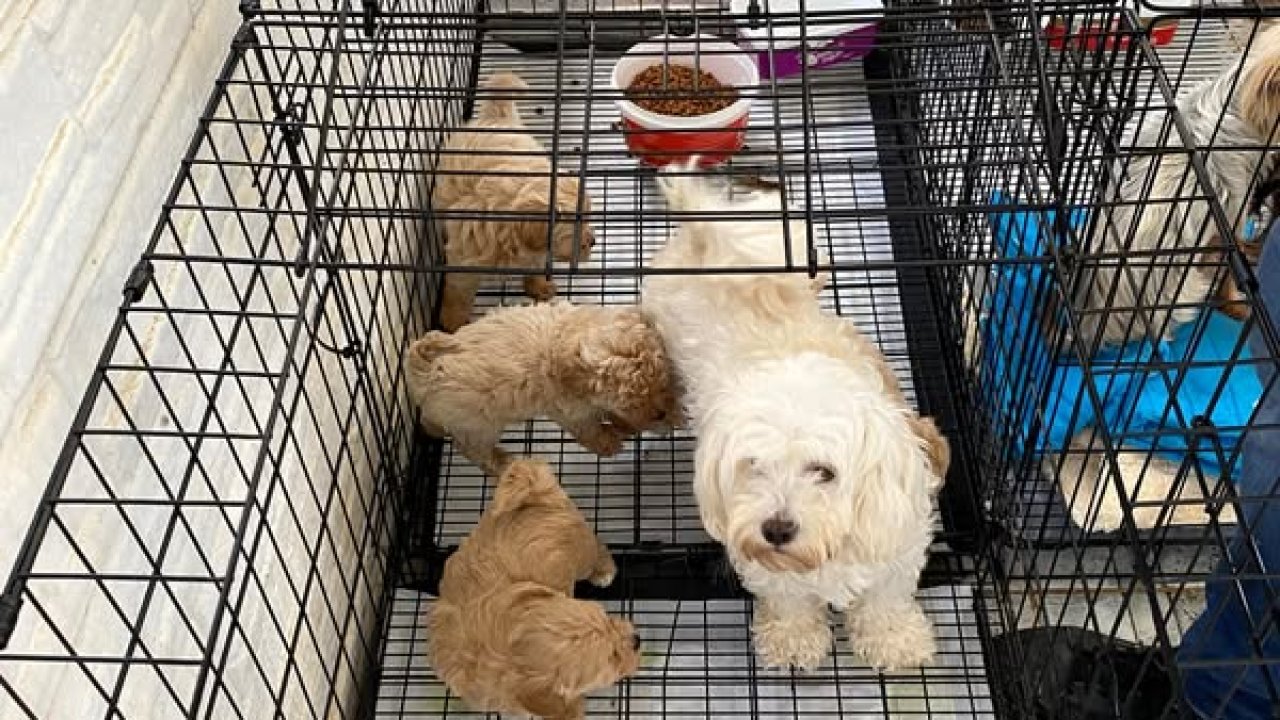 Kırklareli'de kaçak cins köpek üretim yerine baskın