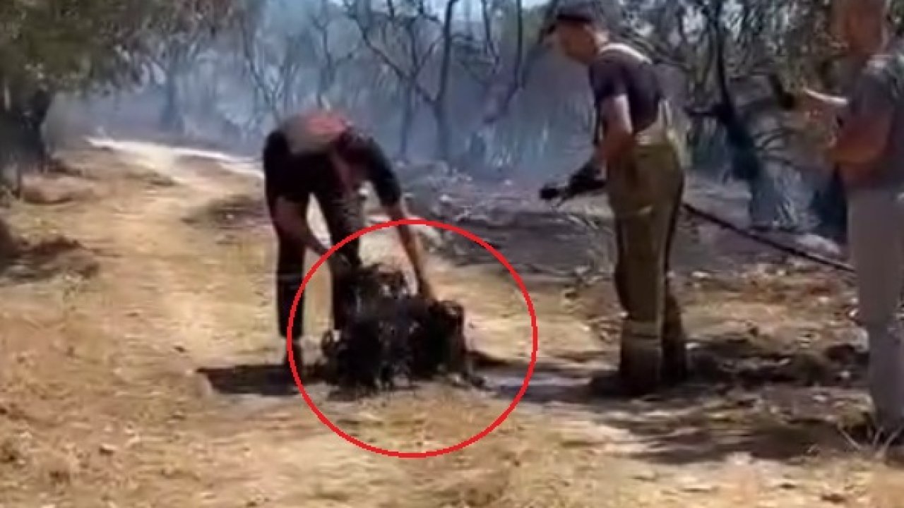 Yangında mahsur kalan 2 köpeğe ilk müdahaleyi su sıkarak yaptılar