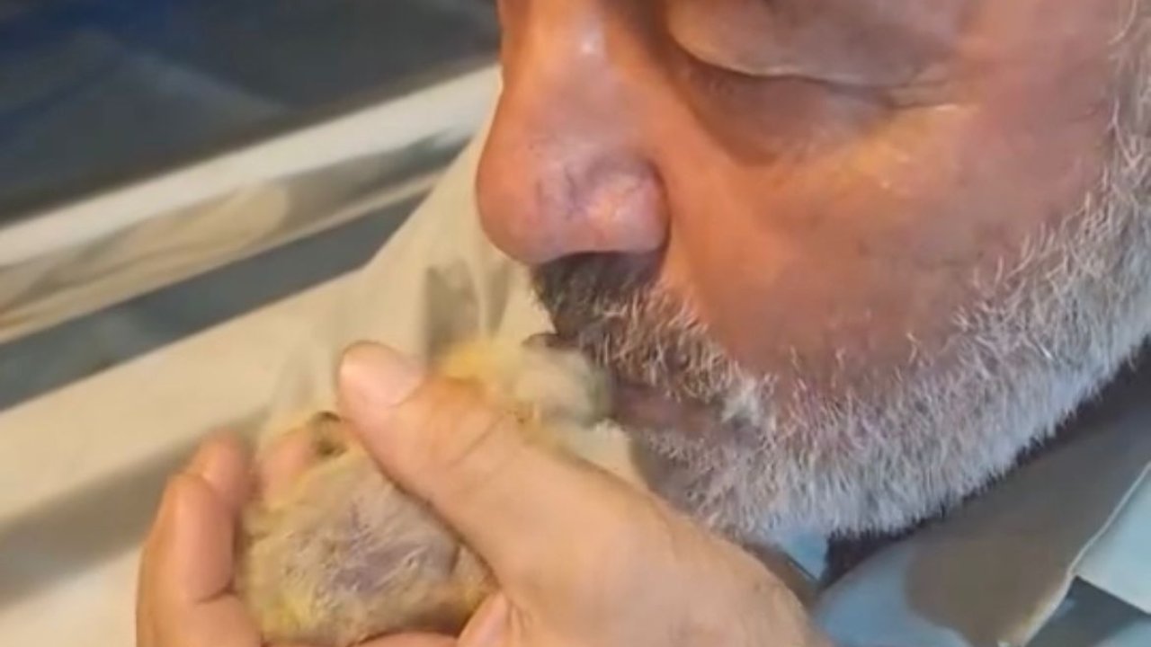 Balkonda bulduğu yavru güvercini özenle besliyor