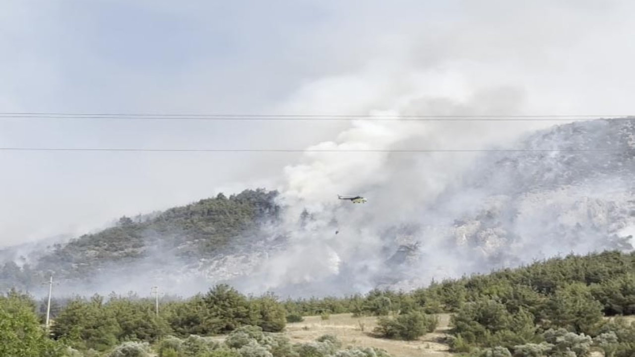 Bilecik’te orman yangını