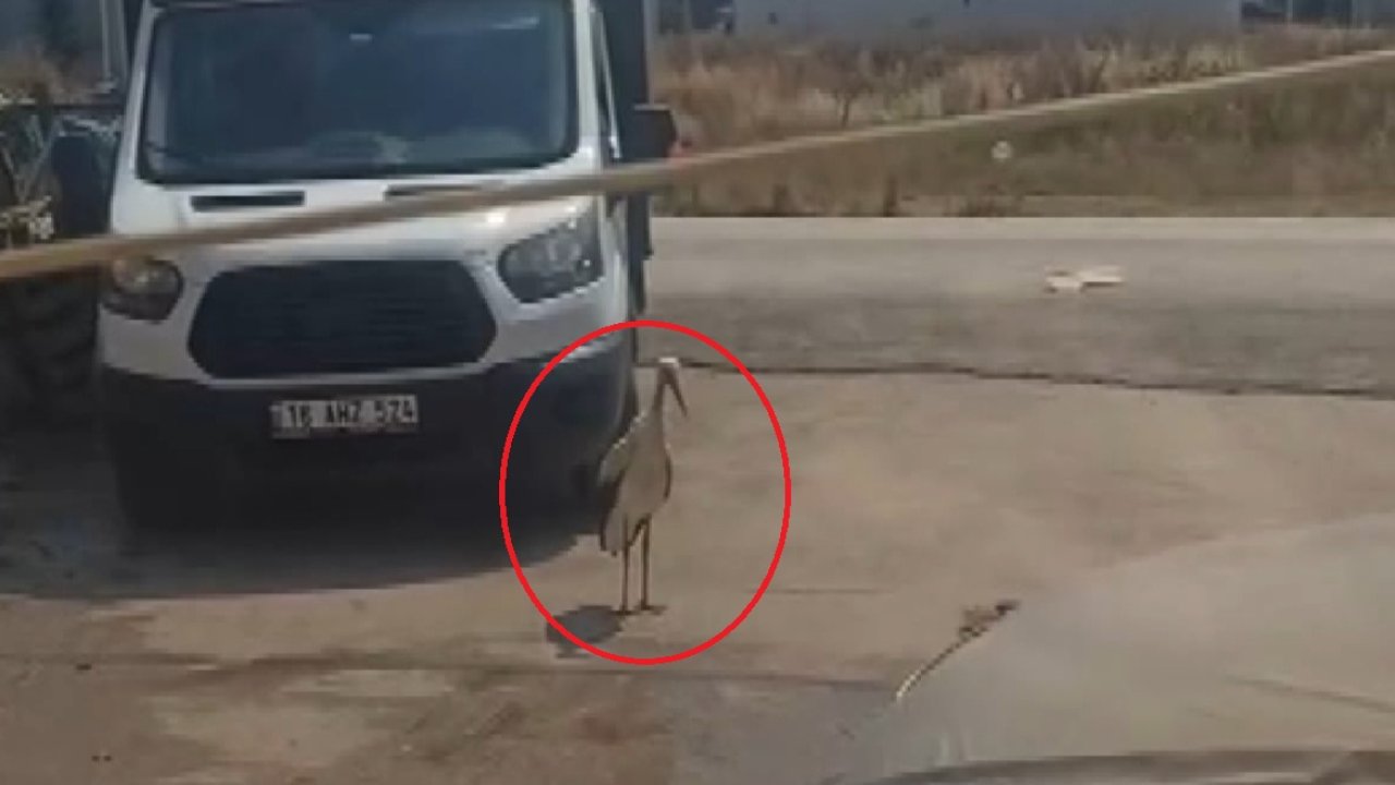 Sıcaktan bunalan leyleği hortumla su sıkarak serinletti