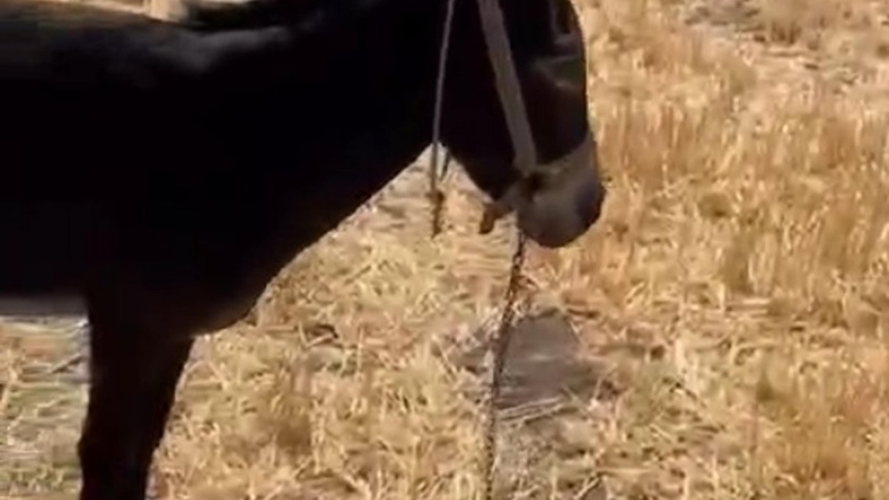 Çanakkale'de tarım arazisinde yangın
