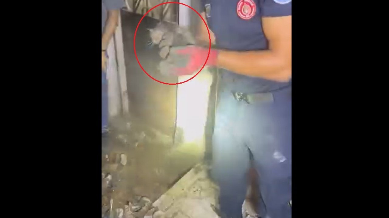 Giderde mahsur kalan yavru kediyi itfaiye kurtardı
