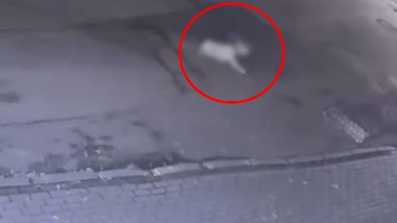 Cipiyle, sahibinin gezdirmeye çıkardığı köpeğe çarpıp kaçtı; o anlar kamerada