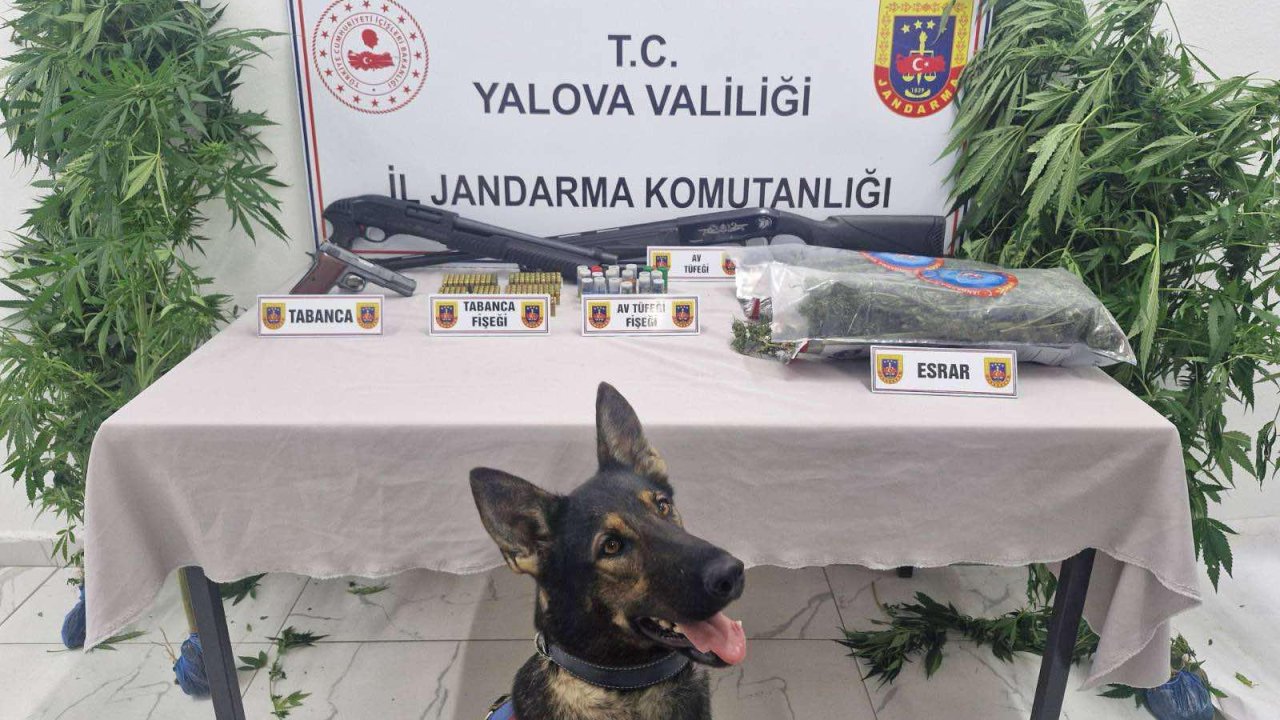 Ormanda yetiştirdikleri keneviri esrar haline getirip satmak isteyen 2 şüpheli yakalandı