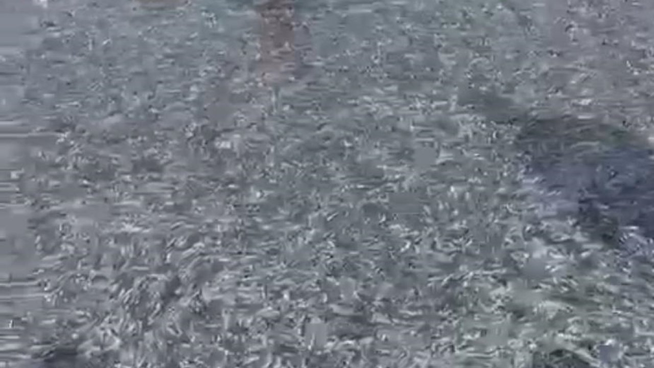 İznik Gölü'nde tek seferde 21 ton gümüş balığı yakalandı