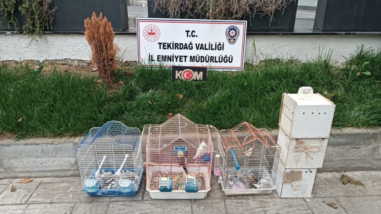 Tekirdağ'da yasa dışı yollarla getirilip üretimi yapılan 7 papağan ve 45 kumru ele geçirildi