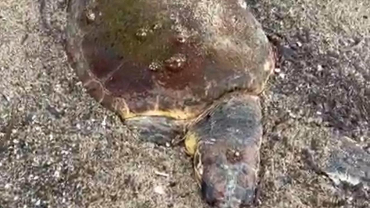 Ayvalık'ta deniz kaplumbağası ölüsü sahile vurdu