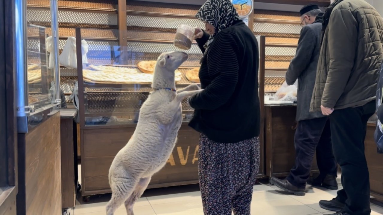 Kuzu 'Çorap', yanından ayrılmadığı sahibi ile pide sırasına giriyor