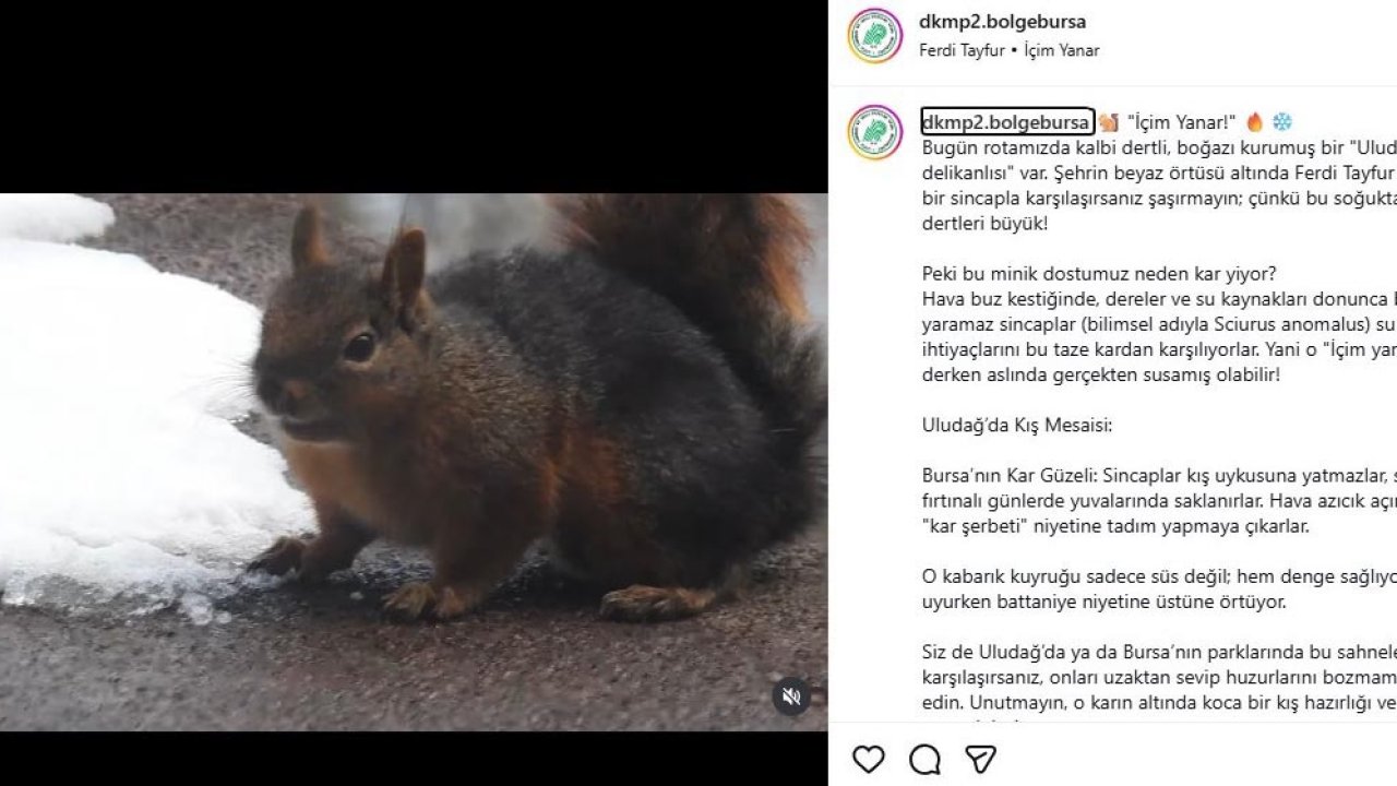 Uludağ'da kar ile susuzluğunu gideren sincap kamerada / Ek fotoğraf