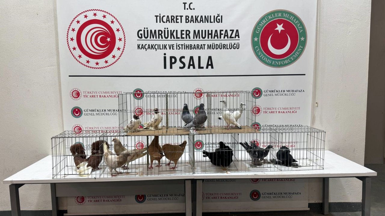 İpsala'da kaçak hayvanlar ele geçirildi