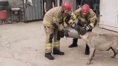 Bursa'de başı hava filtresine sıkışan köpek itfaiye tarafından kurtarıldı